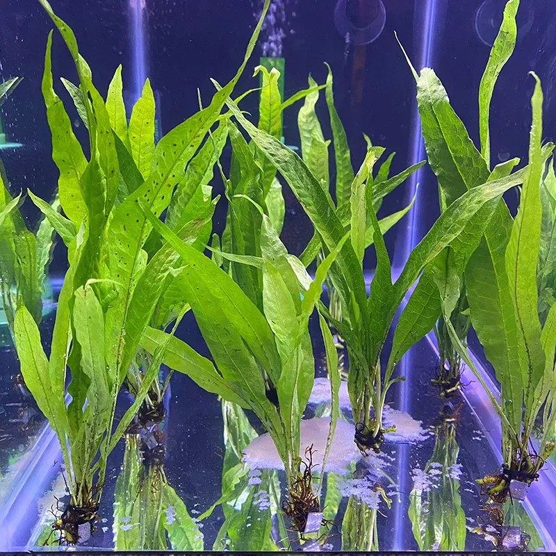 java-fern Java Fern
