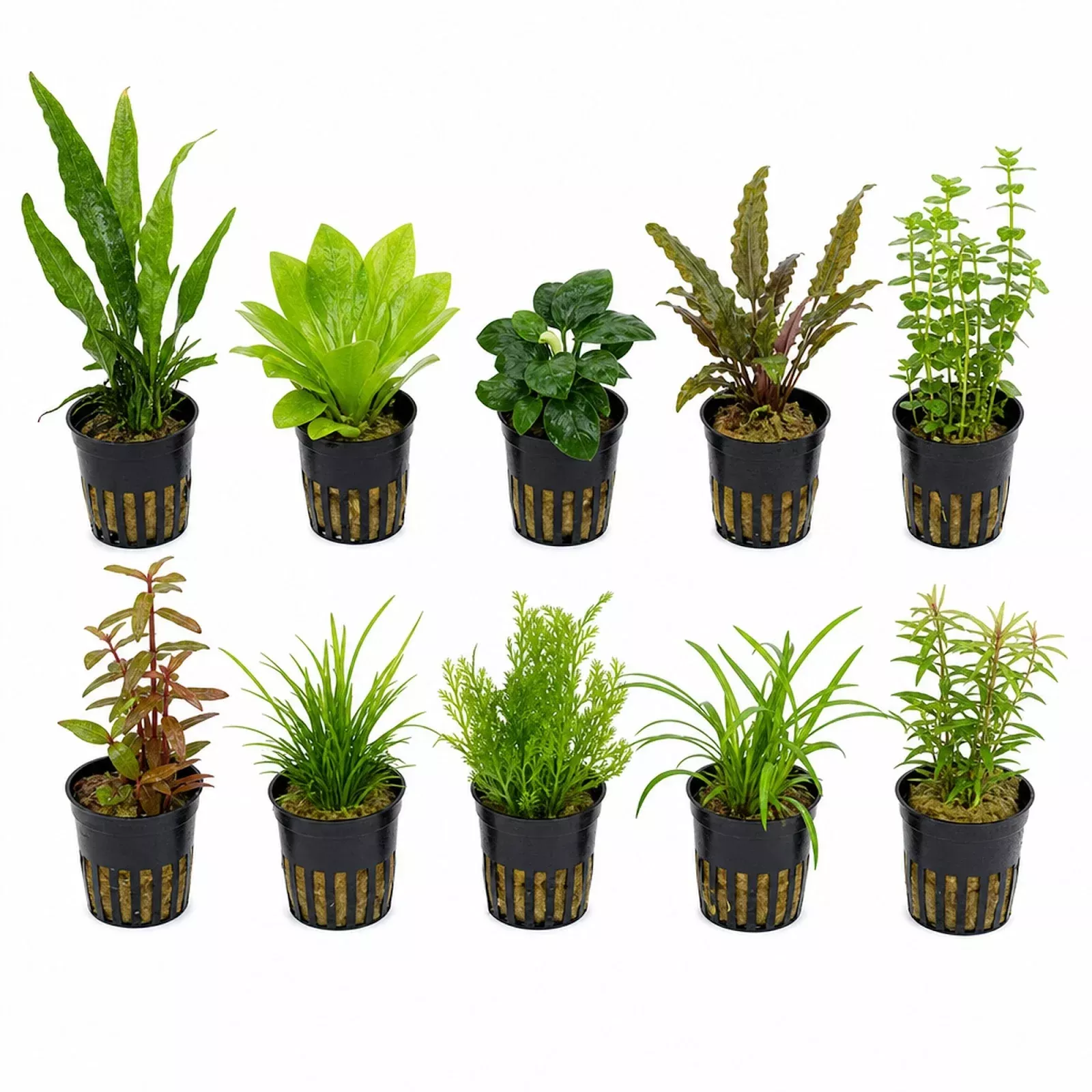 Live Aquarium Plants Bundle 10 Assorted Potted Freshwater Plants for Fish Tanks Beginner Friendly