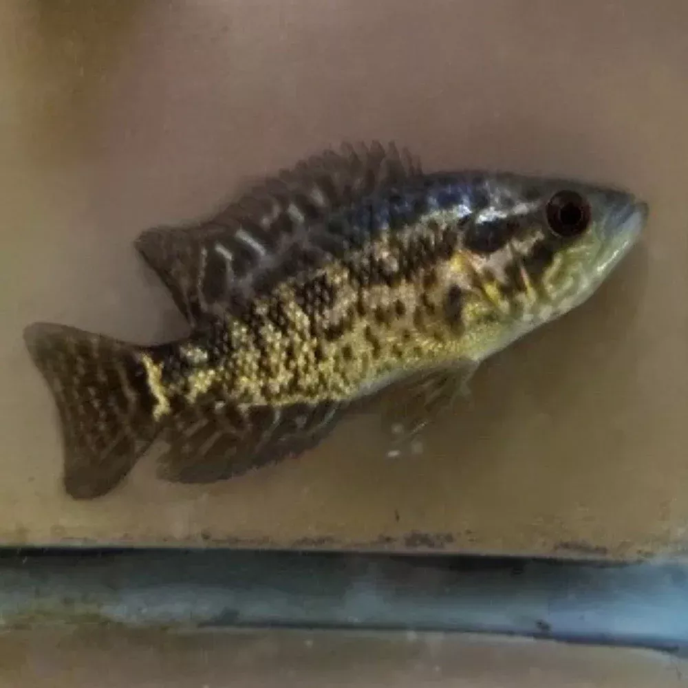 managuensis-cichlid Managuensis Cichlid