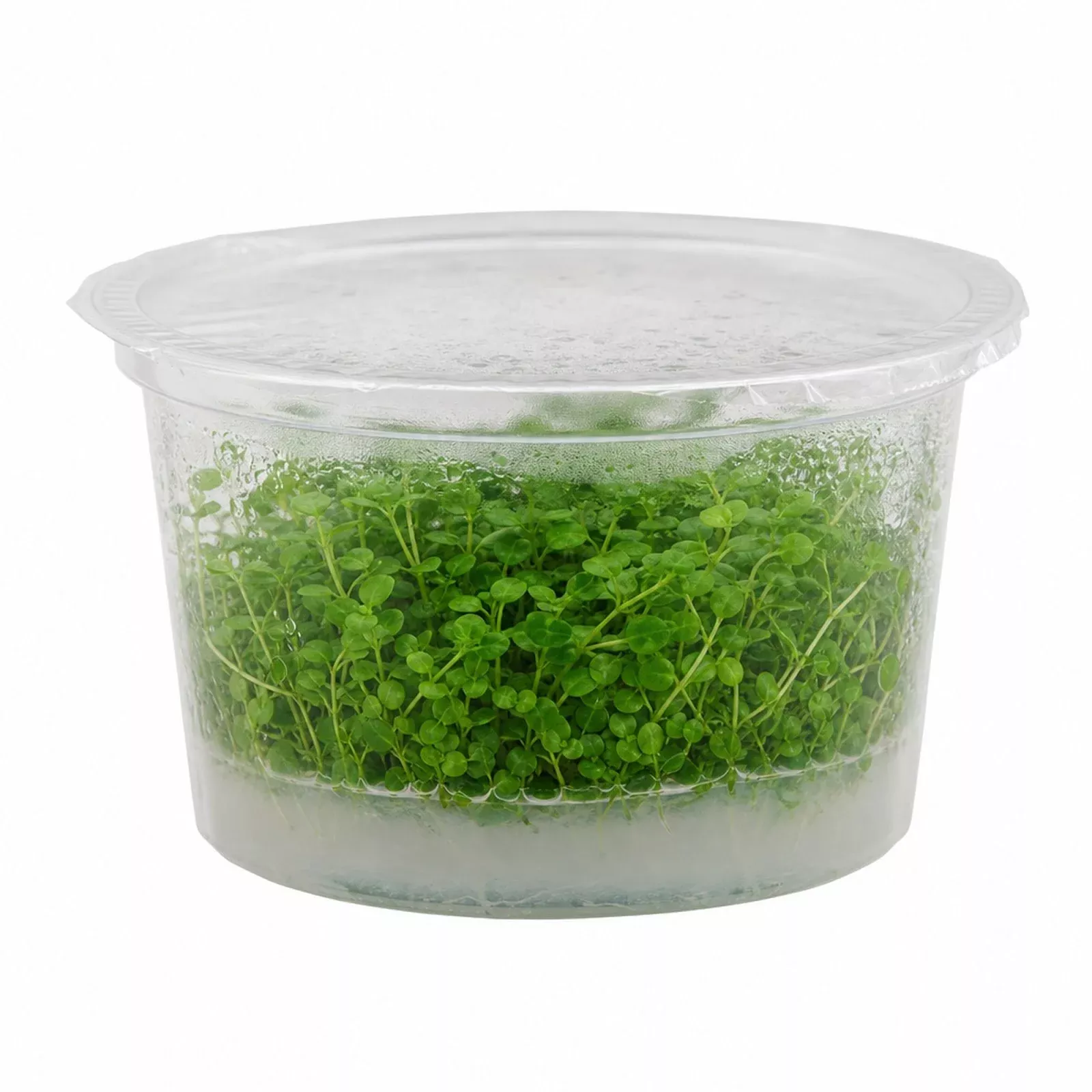 micranthemum-monte-carlo-tissue-culture-aquarium-plant-in-vitro-pest-free Micranthemum Monte Carlo Tissue Culture Aquarium Plant In Vitro Pest Free