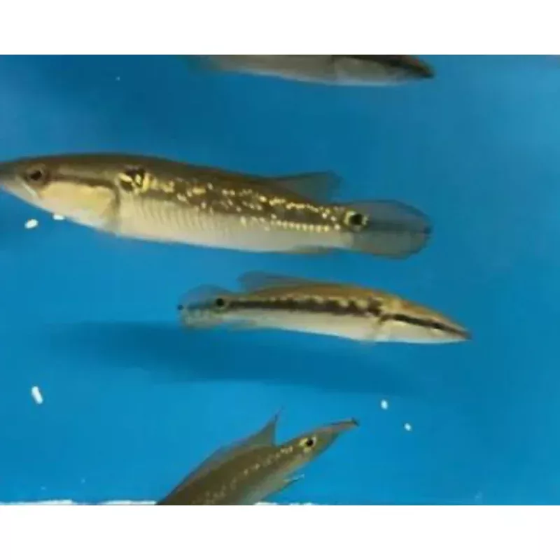 pike-jewel-fish-small "Pike Jewel Fish" SMALL