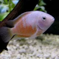 pink-convict-cichlid Pink Convict Cichlid