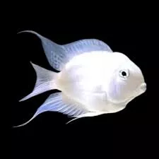 platinum-polar-parrotfish-1-1-5 Platinum Polar Parrotfish 1"-1.5"