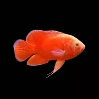 red-chili-oscar-astronotus-ocellatus Red Chili Oscar (Astronotus ocellatus)