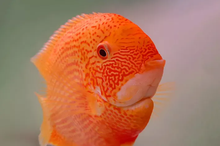 red-spot-severum Red Spot Severum