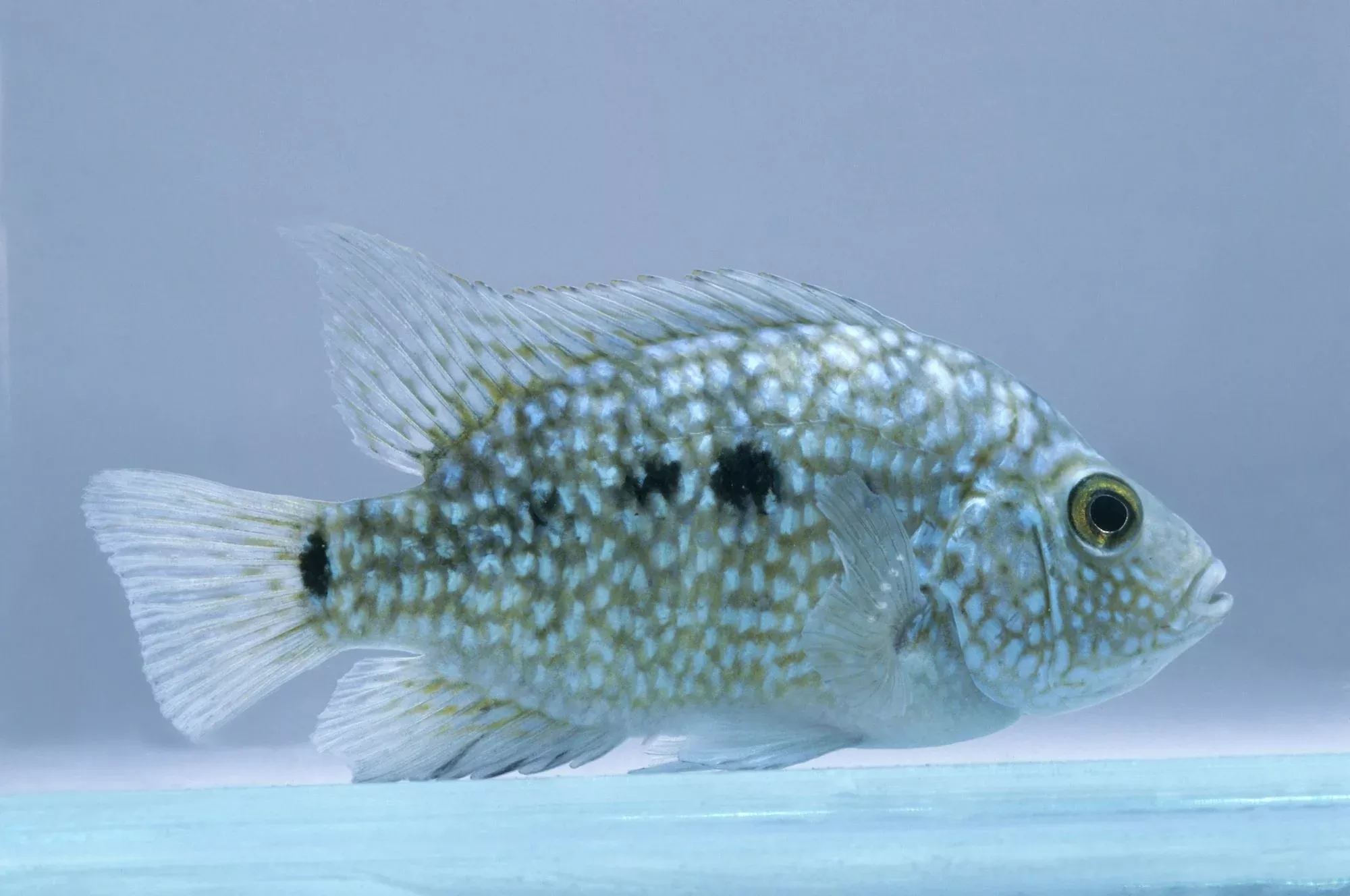 Texas cichlids MEDIUM