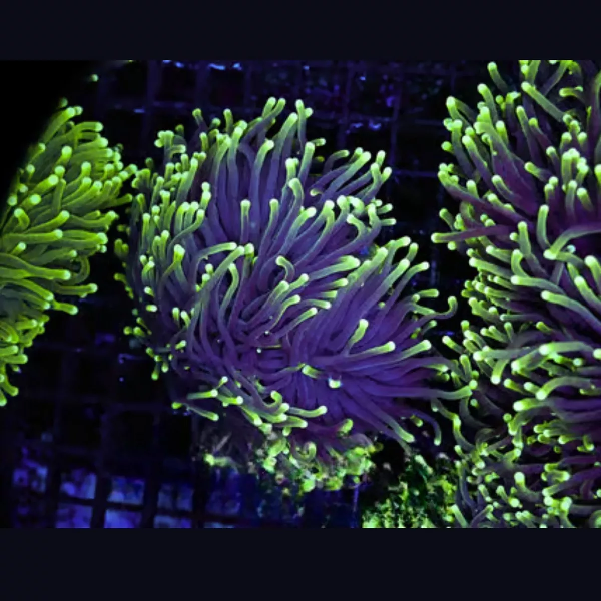 three-pack-mystery-green-tip-torch-1-2-heads-saq-coral-farm (Three Pack) Mystery Green Tip Torch 1-2 Heads – SAQ Coral Farm