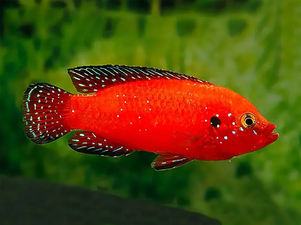 turkana-jewel-cichlid-rubricatochromis-exsul Turkana Jewel Cichlid (Rubricatochromis exsul)