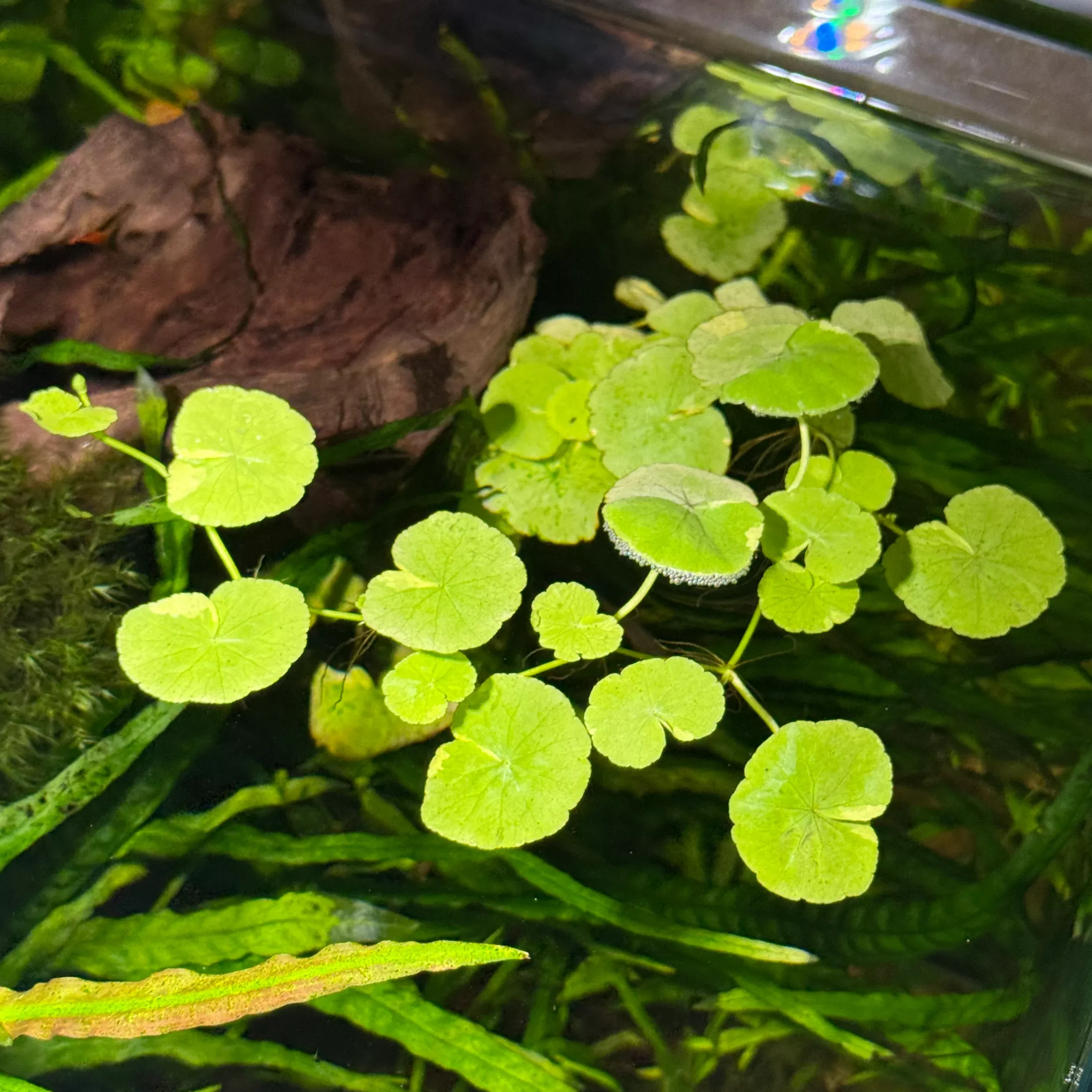 variegated-pennywort Variegated Pennywort
